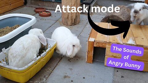 Bunny Fighting ● You can Hear the Sound of Angry Bunny