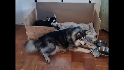 Husky / Malamute second litter [6 pupps are born ] All Healthy! week 1