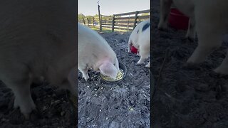 Morning scrambled eggs for the pigs! #pigs #pigfarmvideo #shorts