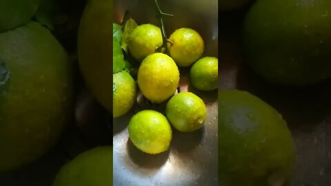 HARVESTING FRUIT FROM OUR LEMON TREE