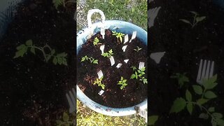 TN FISHKEEPER™ 🐠 MY TUMBLING TOM GARDEN UPDATE! #GARDEN