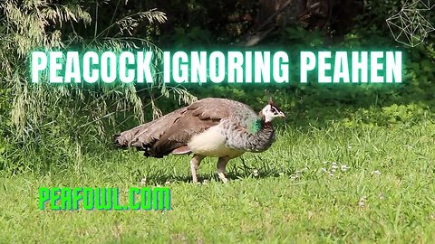 Peacock Ignoring Peahen, Peacock Minute, peafowl.com