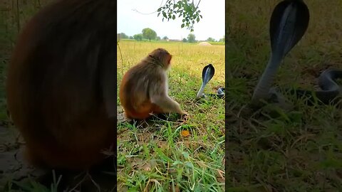 monkey with snake playing #trending #entertainment #viral #viral #comedy
