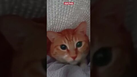 Oh Hello 🐱 #cute #funnyanimals #tiktok #funnyvideos #cat