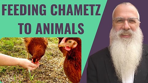 Mishna Pesachim Chapter 1 Mishnah 4. Feeding Chametz to animals