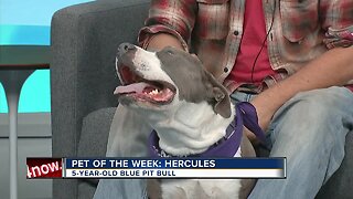 Pet of the Week: Hercules
