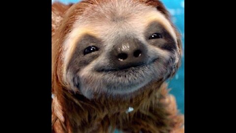 Cute sloth ever (っ◔◡◔)っ ❤ ( compilation )