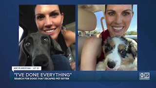 Woman searching for lost dogs after leaving them with pet sitter