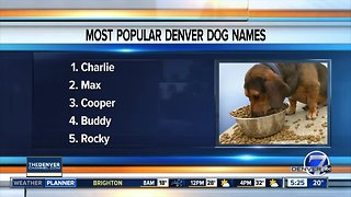 Rover.com's top Denver dog names