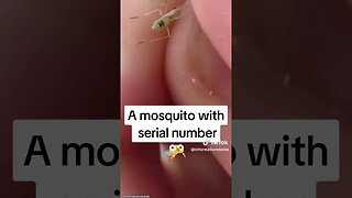 Mosquitos 🦟