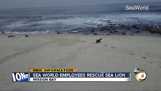Sea World rescues Sea lion strangled by plastic ribbon in La Jolla