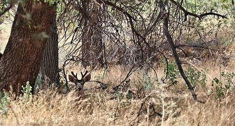 White Tailed Coues under an Oak tree on a hot day July 7 2024