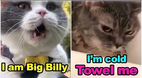 Cats talking __ these cats can speak english better than Human __ funny cats video