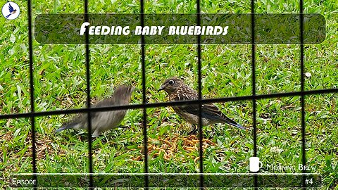 Feeding baby bluebirds