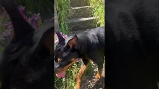 Rottweiler Enjoying the Weather 🌞🐶 #shorts #short #rottweiler #dog