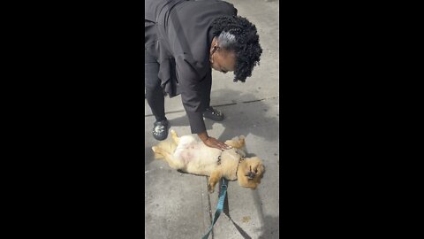 Lady rubs dogs belly