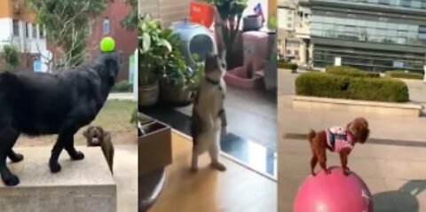 Amazing performance by cute pets,