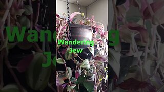 Wandering Jew