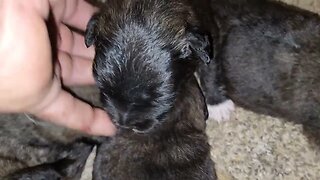 14 day Noble Bear girls. Caucasian Ovcharka, Tibetan Mastiff & Akita