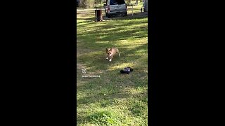 Corky the Corgi car chase!