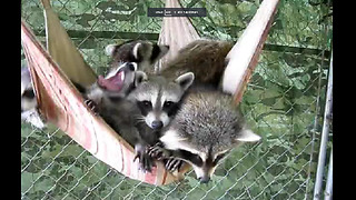 Lazy Raccoons Take A Group Nap On A Hammock