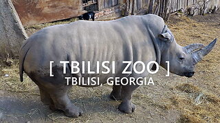 Tbilisi Walks: Tbilisi Zoo