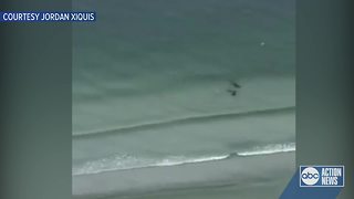 Video shows whales' behavior before beaching in Clearwater