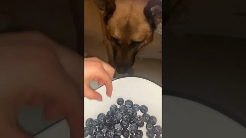 My dog loves blueberries
