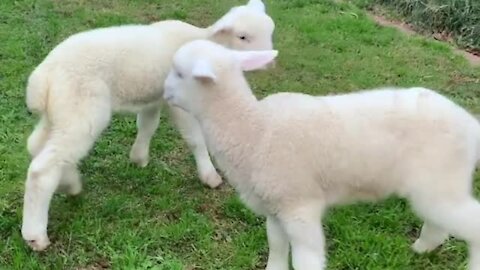 Tiny Lambs Jump Around And It's The Cutest Sight