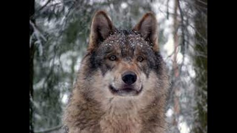 Wolfs without teeth Wolf || Descriptions, Characteristics and Facts!