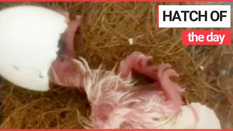 Video captures the moment a rare Mauritius pink pigeon chick hatched