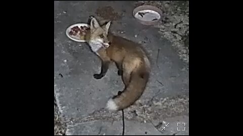 Two red foxes come for breakfast