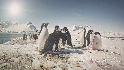 Penguin Parade: Waddle into the World of These Adorable Birds