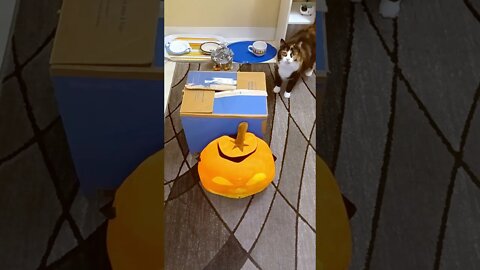 Cat in a Box Spooky Halloween