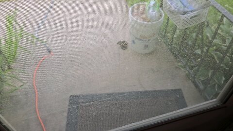 a little chipmunk invading my front porch