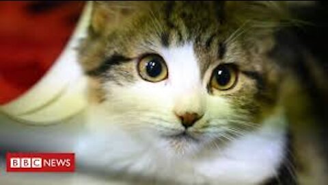 Munchkin cat