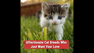 Affectionate Cat Breeds Who Just Want Your Love