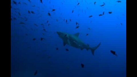 Fisherman is surrounded by tens of sharks in Australia