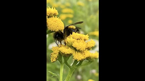 Bumble bee 🐝 belly, wait for it. So cute 🥰