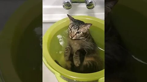 little kitten who like a hot bath