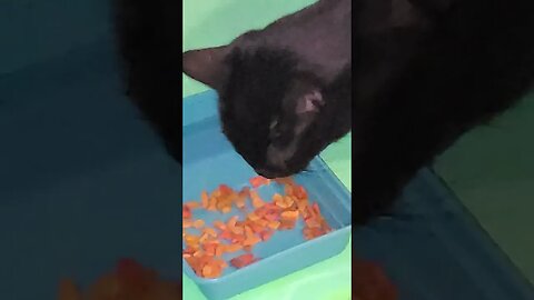 LOST HOMELESS CAT FINDS FOOD