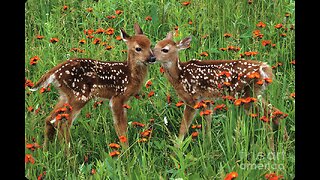 Two fawns playing in my backyard