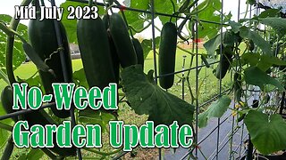 No-Weed Garden Update (Mid July 2023)