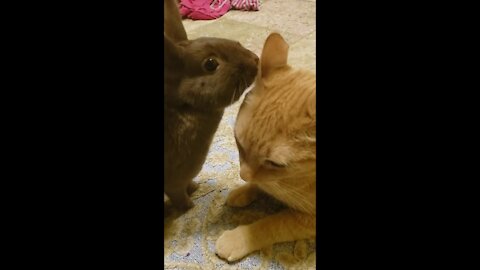 Cat and Bunny Sniffing Contest