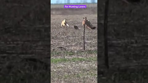 Greyhounds Vs Hare 🐇Galgos y Liebres For Hunting Lovers #shortvideo #dog #greyhound