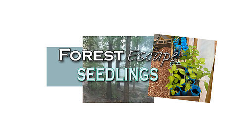 Forest Escape Planting Spring Seedlings