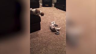 Puppy Steals Another Dog’s Bone