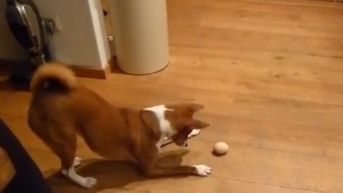 Dog Is Terribly Confused By One Hard Boiled Egg