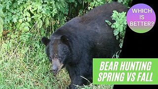 Bear hunting | Which is better: Spring or Fall?