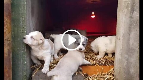 Alabai Shepherd Dog Puppies